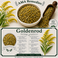 Goldenrod (Solidago canadensis)