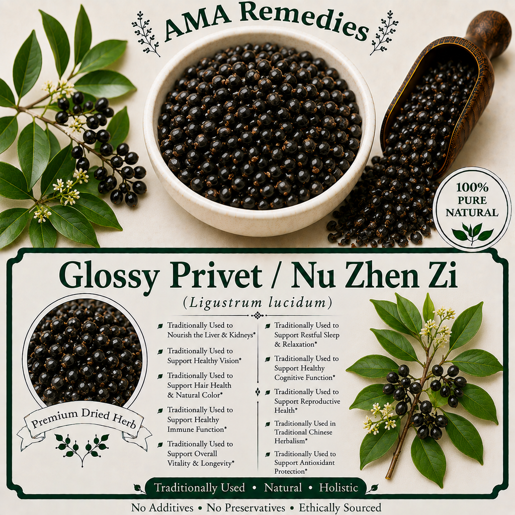 Glossy Privet / Nu Zhen Zi (Ligustrum lucidum)