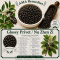 Glossy Privet / Nu Zhen Zi (Ligustrum lucidum)