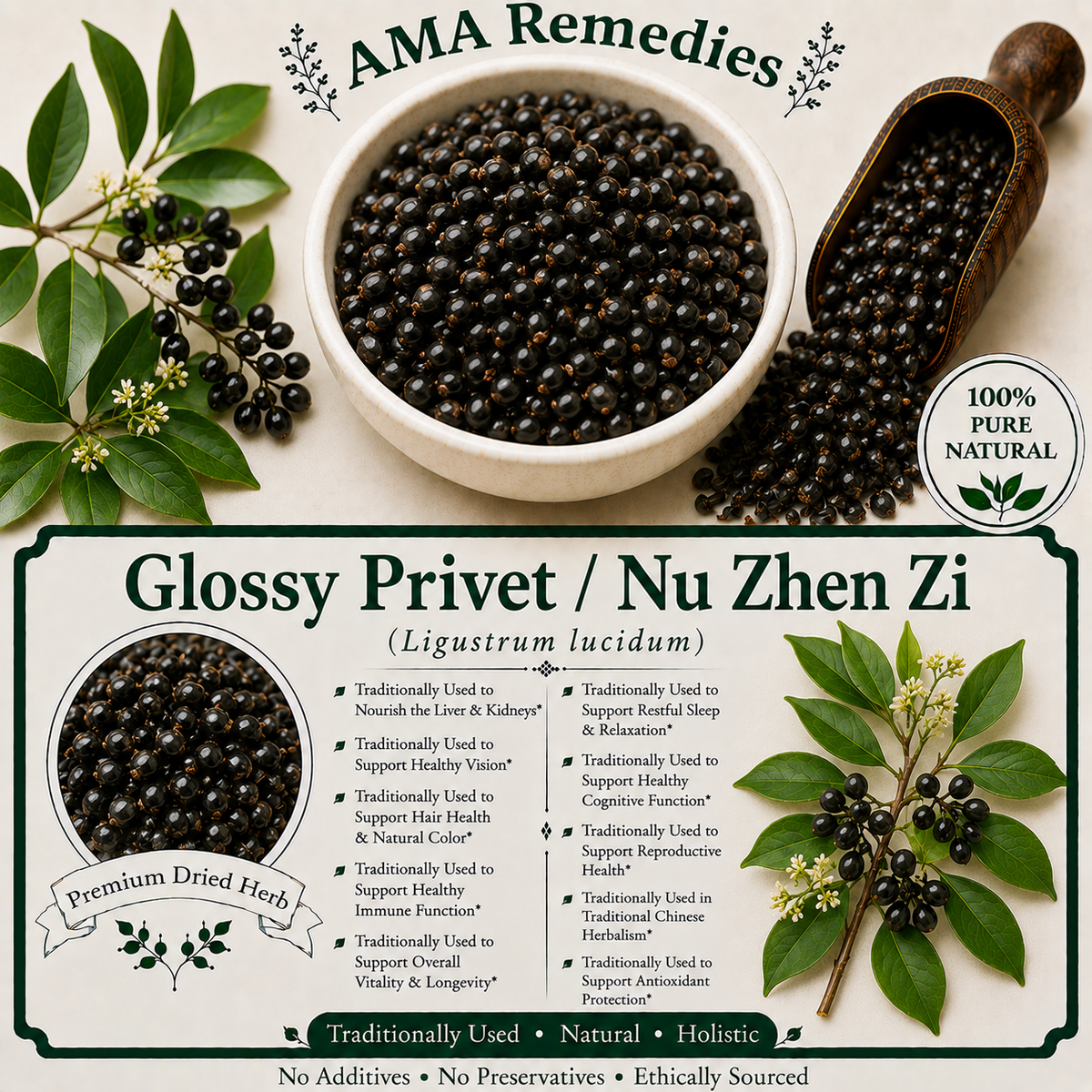 Glossy Privet / Nu Zhen Zi (Ligustrum lucidum)
