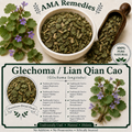 Glechoma / Lian Qian Cao (Glechoma longituba)