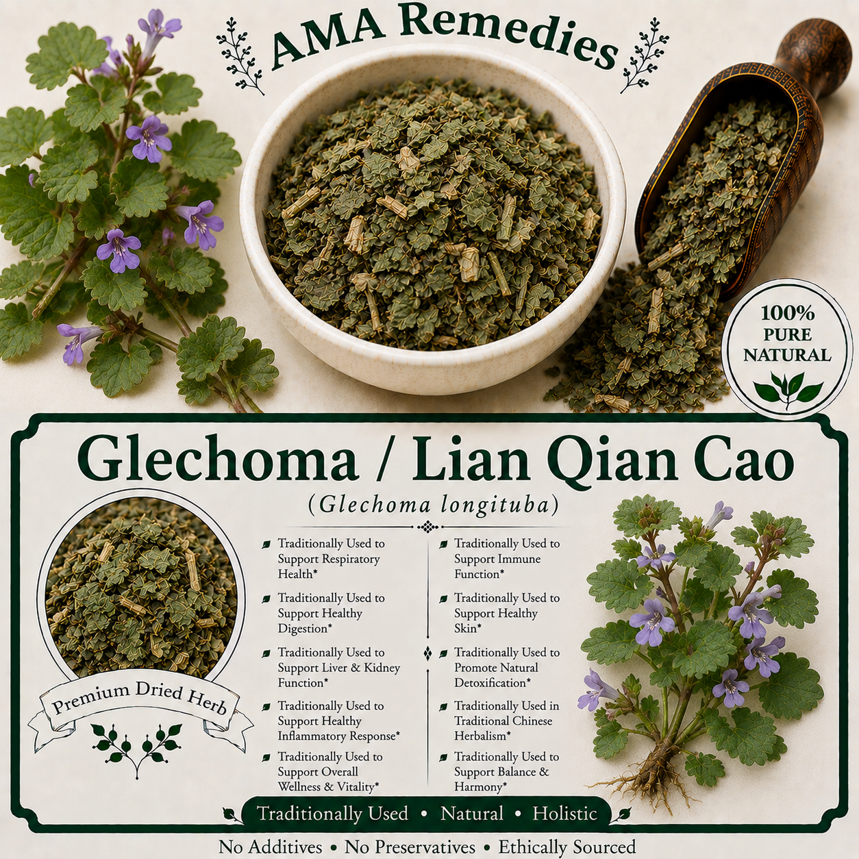 Glechoma / Lian Qian Cao (Glechoma longituba)