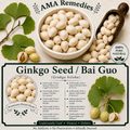Ginkgo Seed / Bai Guo (Ginkgo biloba)