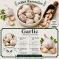 Garlic (Allium sativum)