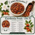 Gardenia Fruit / Zhi Zi (Gardenia jasminoides)