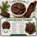 Ganoderma Tsugae (Ganoderma tsugae) — Dried Mushroom