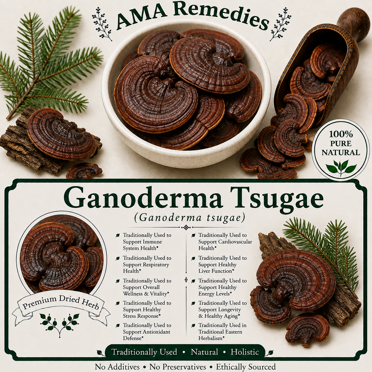 Ganoderma Tsugae (Ganoderma tsugae) — Dried Mushroom