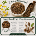 Forsythia Fruit (Forsythia suspensa)