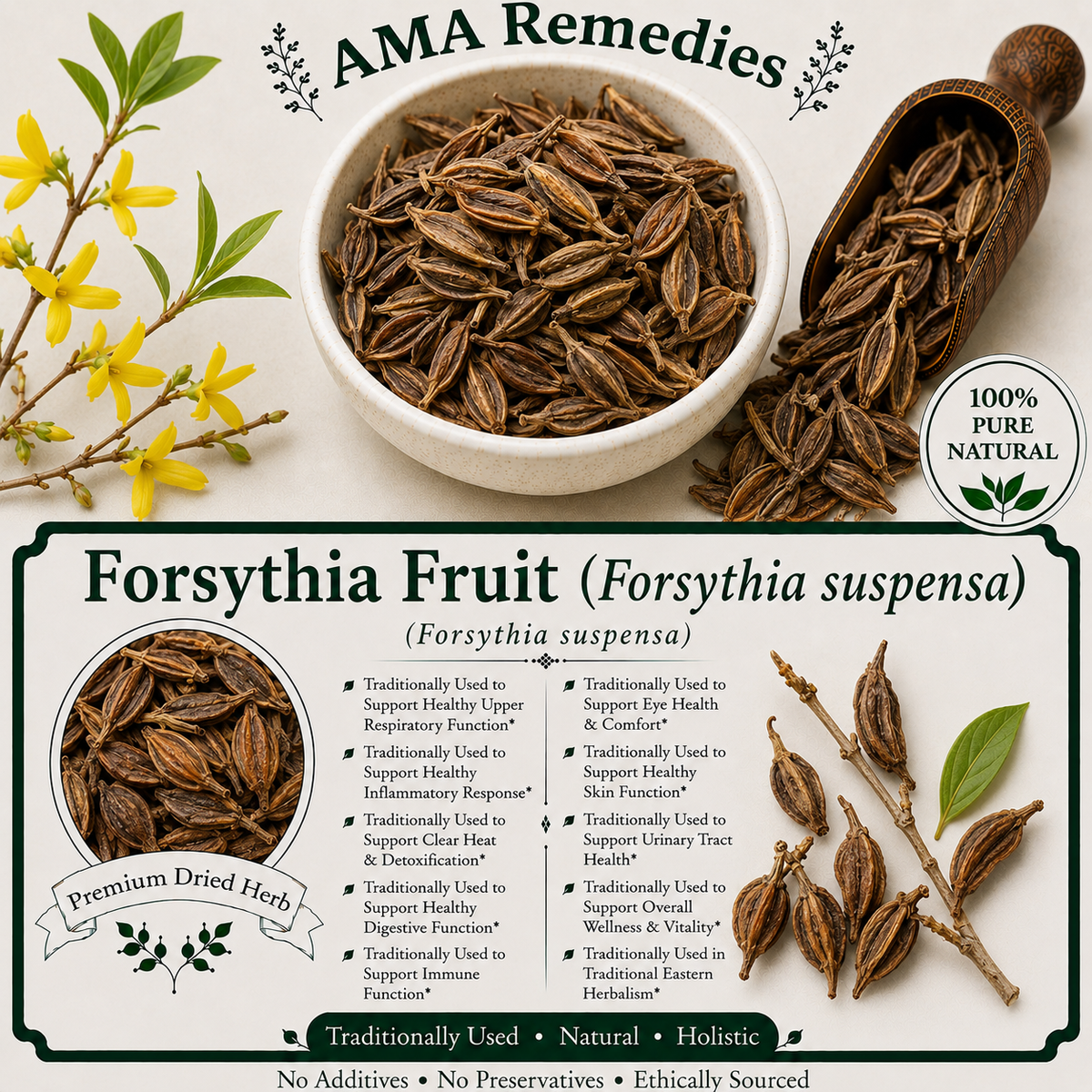 Forsythia Fruit (Forsythia suspensa)