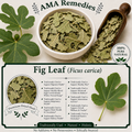 Fig Leaf (Ficus carica)