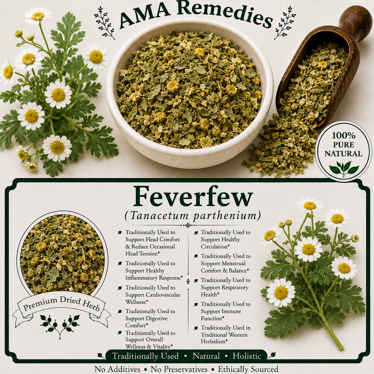 Feverfew (Tanacetum parthenium)