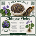 Chinese Violet (Viola yedoensis)