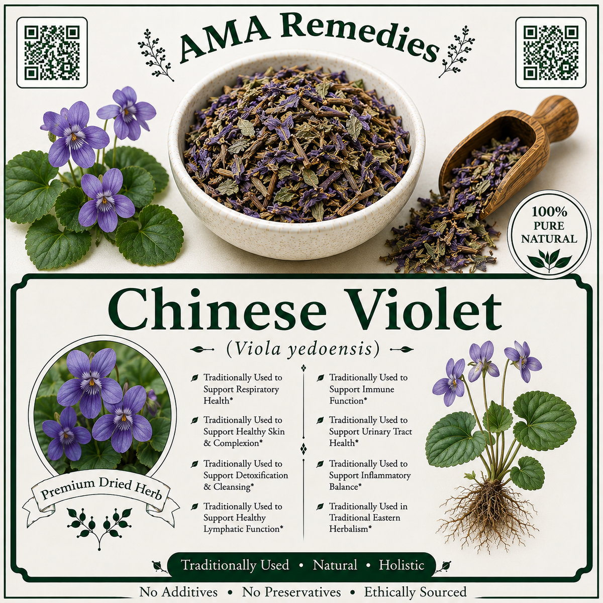 Chinese Violet (Viola yedoensis)