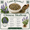 Chinese Skullcap (Scutellaria baicalensis)