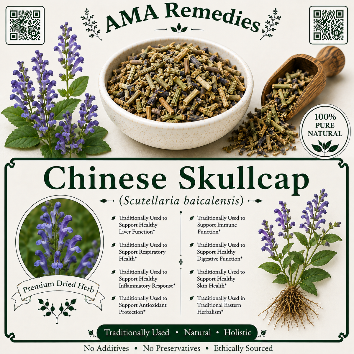 Chinese Skullcap (Scutellaria baicalensis)
