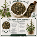 Chinese Motherwort (Leonurus japonicus)