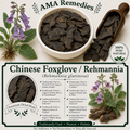 Chinese Foxglove / Rehmannia (Rehmannia glutinosa)