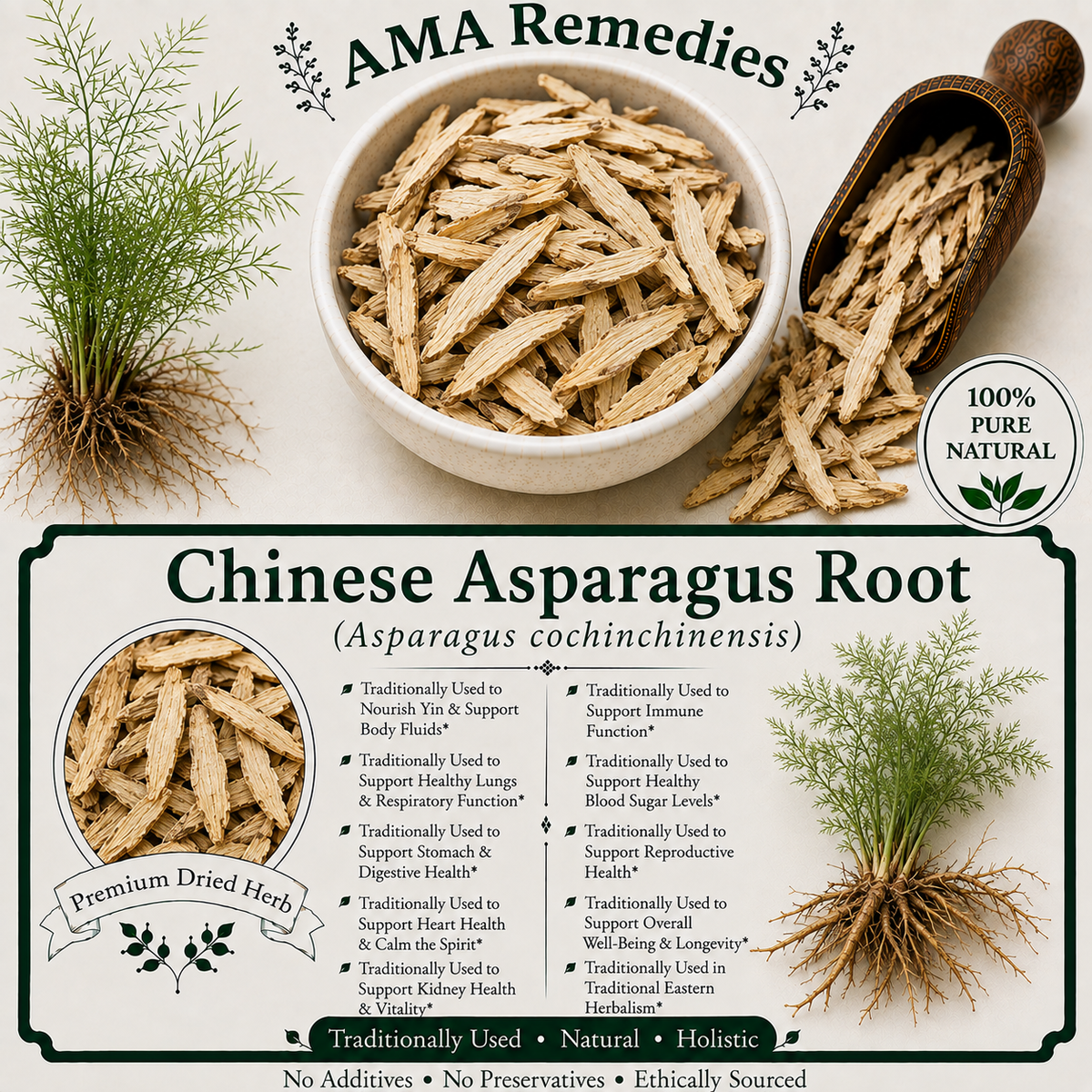 Chinese Asparagus Root (Asparagus cochinchinensis)