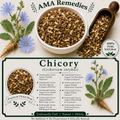 Chicory (Cichorium intybus)