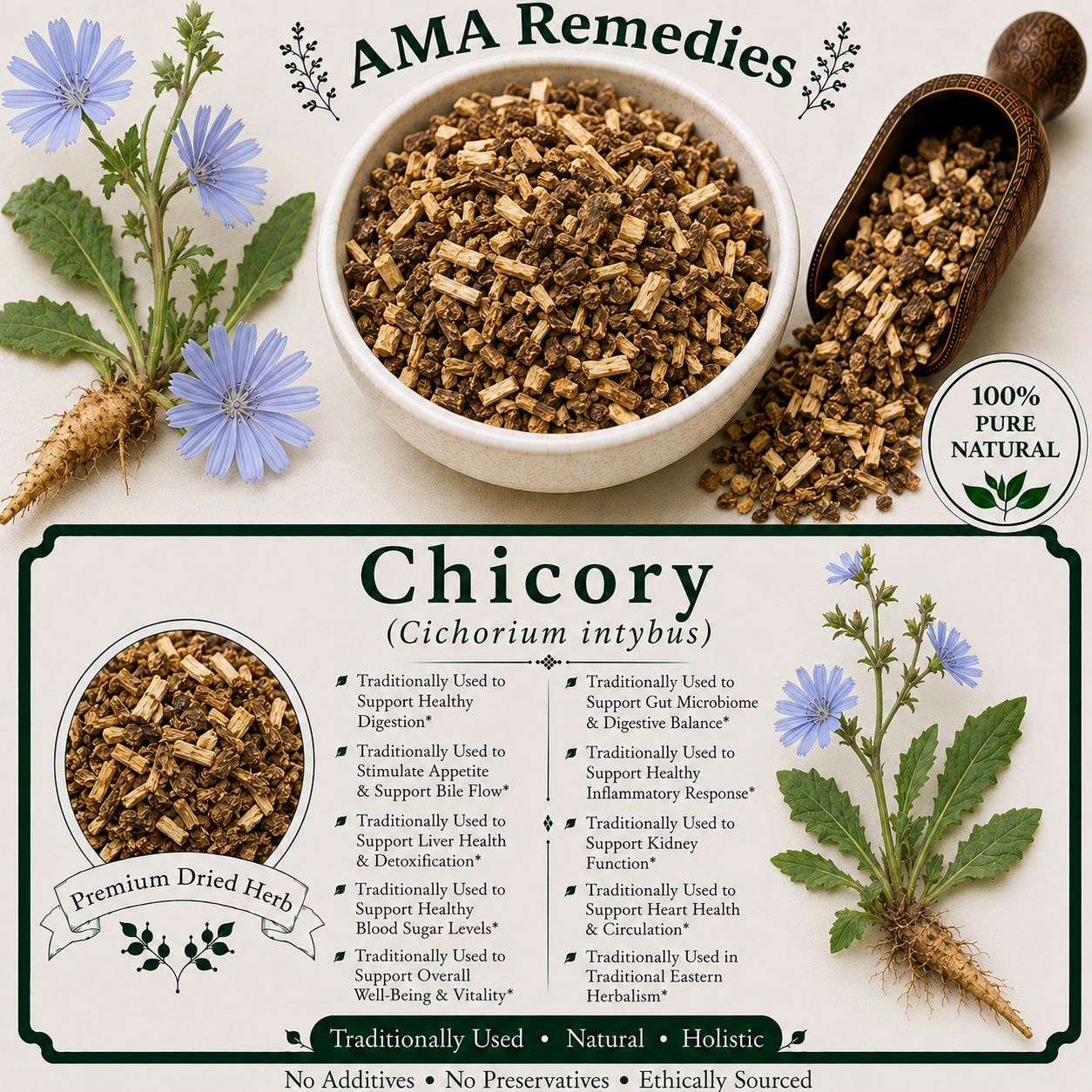 Chicory (Cichorium intybus)