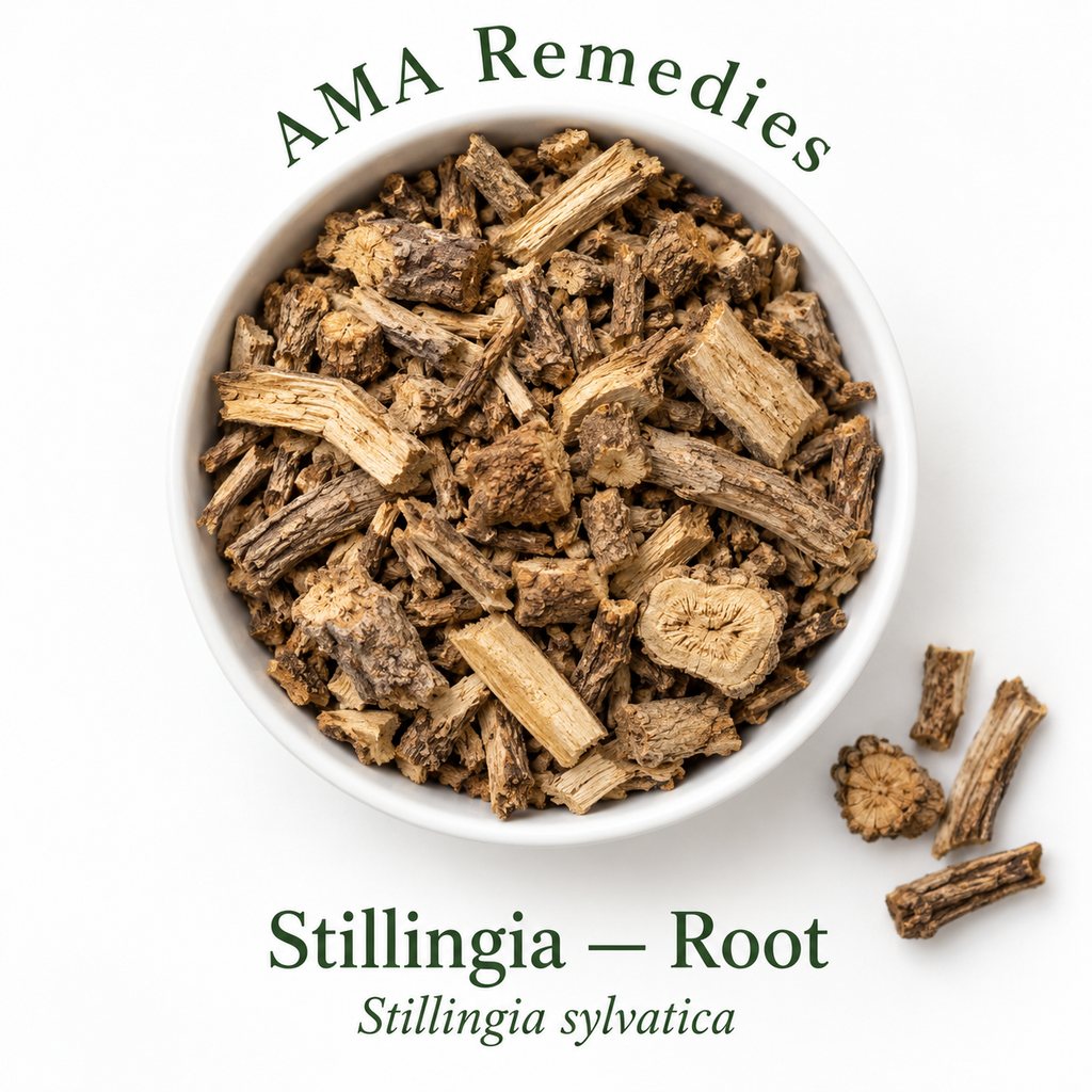 Stillingia (Stillingia sylvatica) - Root