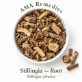 Stillingia (Stillingia sylvatica) - Root